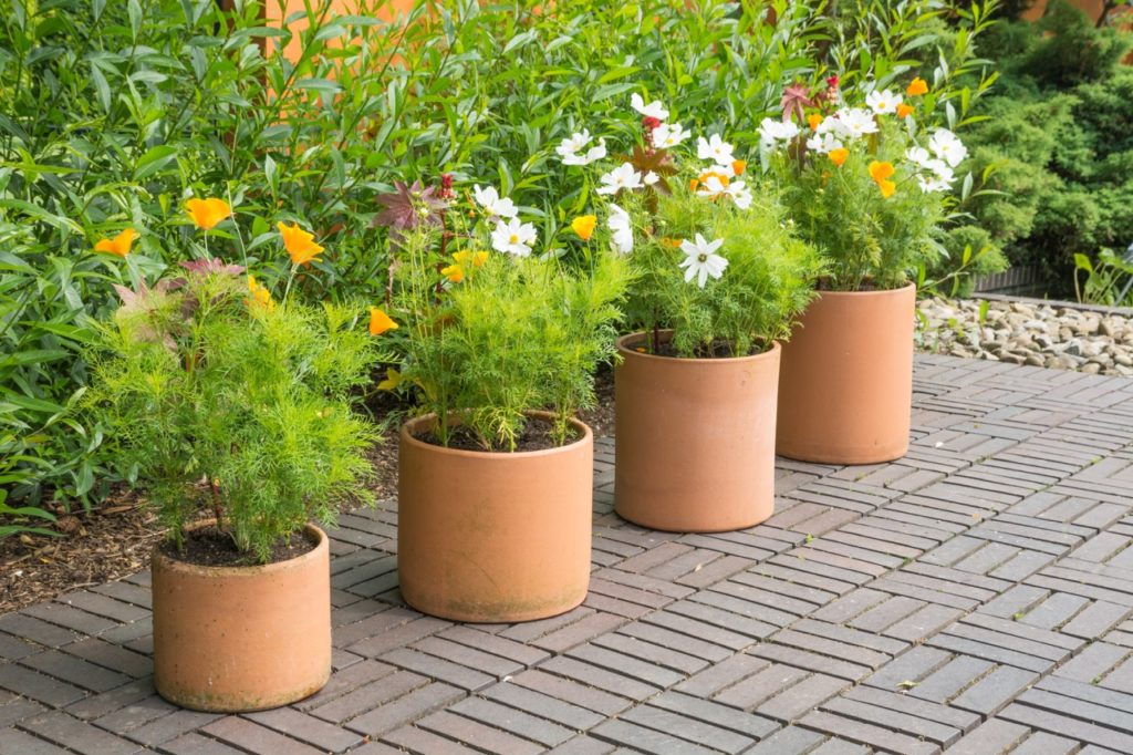 a row of 4 potted plants with white cosmos and orange california poppies  on a brick patio space in front of a garden border