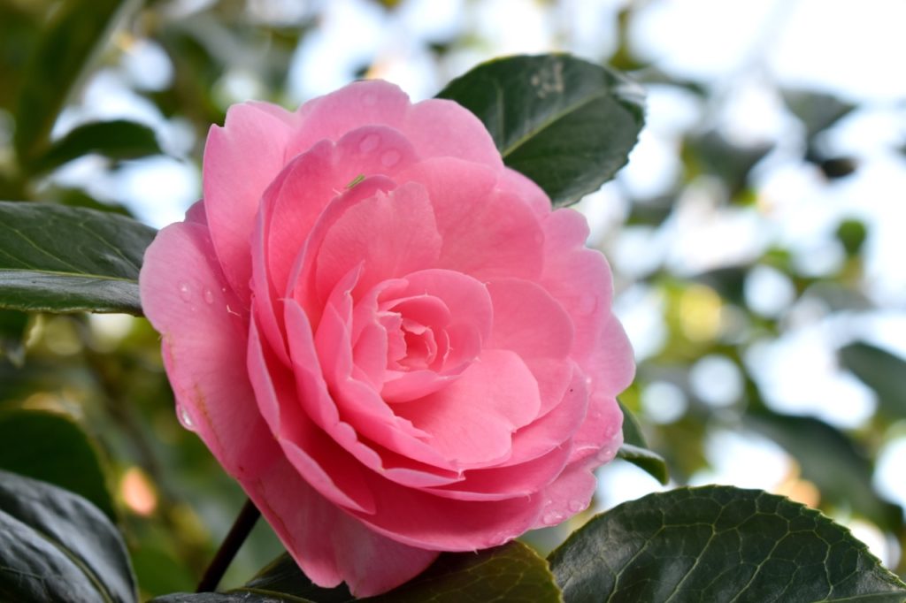 layered rosette-forming camellia bloom with pink petals