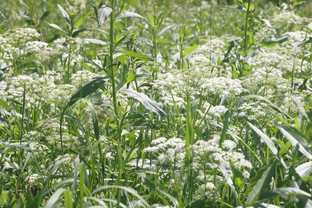 bishop&rsquo;s weed growing amongst corn crops