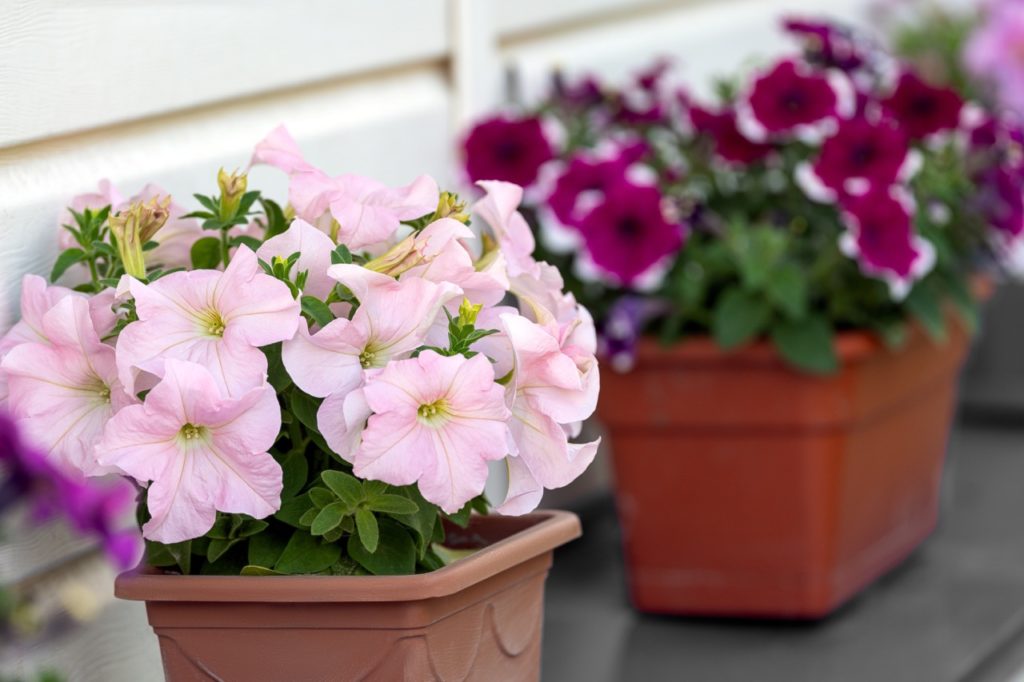 petunias in shades of purple and pale pink growing in square containers