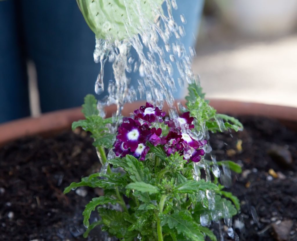 purple flowering verbena with white centres growing in a large container being watered by a watering can