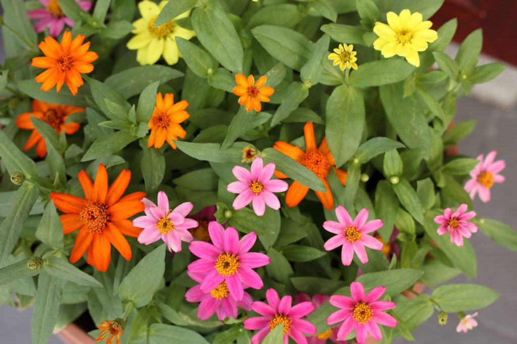 star-shaped zinnia blooms in an array of pink, orange and yellow colours growing in a container