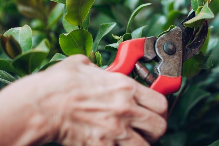gardener using red secateurs to cut back the green leaves of a C. japonica shrub