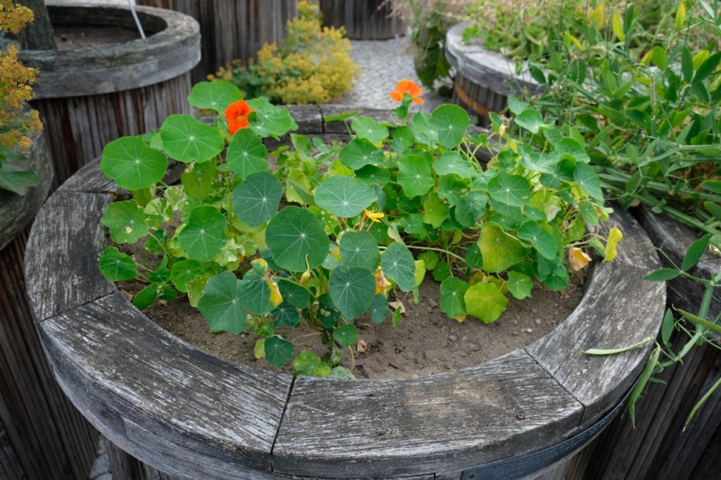 Growing Nasturtiums In Pots Top Tips Horticulture.co.uk