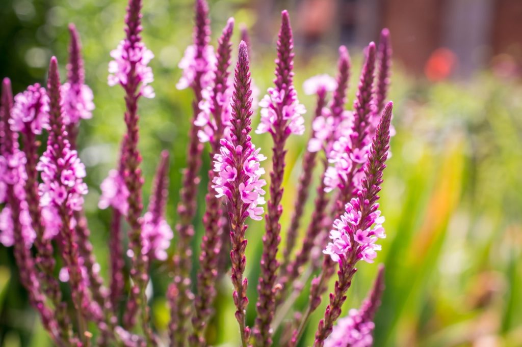 pink flowering spires from a verbena hastata f. ‘Rosea’ plant with tall upright stems