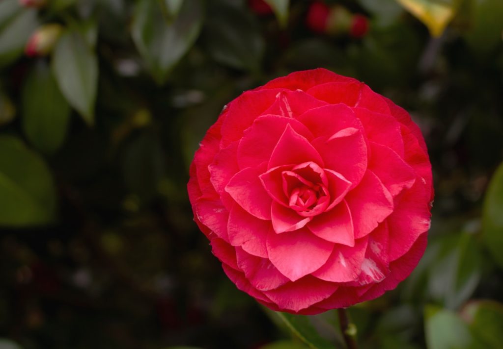 rounded C. &lsquo;Coquettii&rsquo; flower with dark green foliage growing in the background