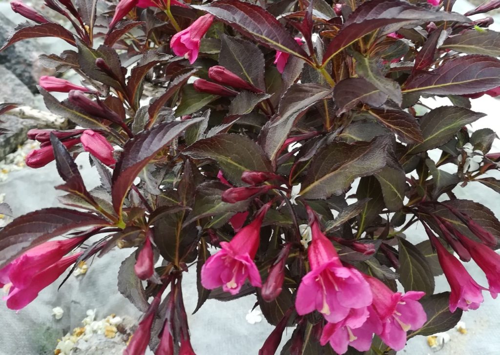 brown serrulate leaves from a Weigela &lsquo;alexandra&rsquo; plant with bright pink salver-form flowers