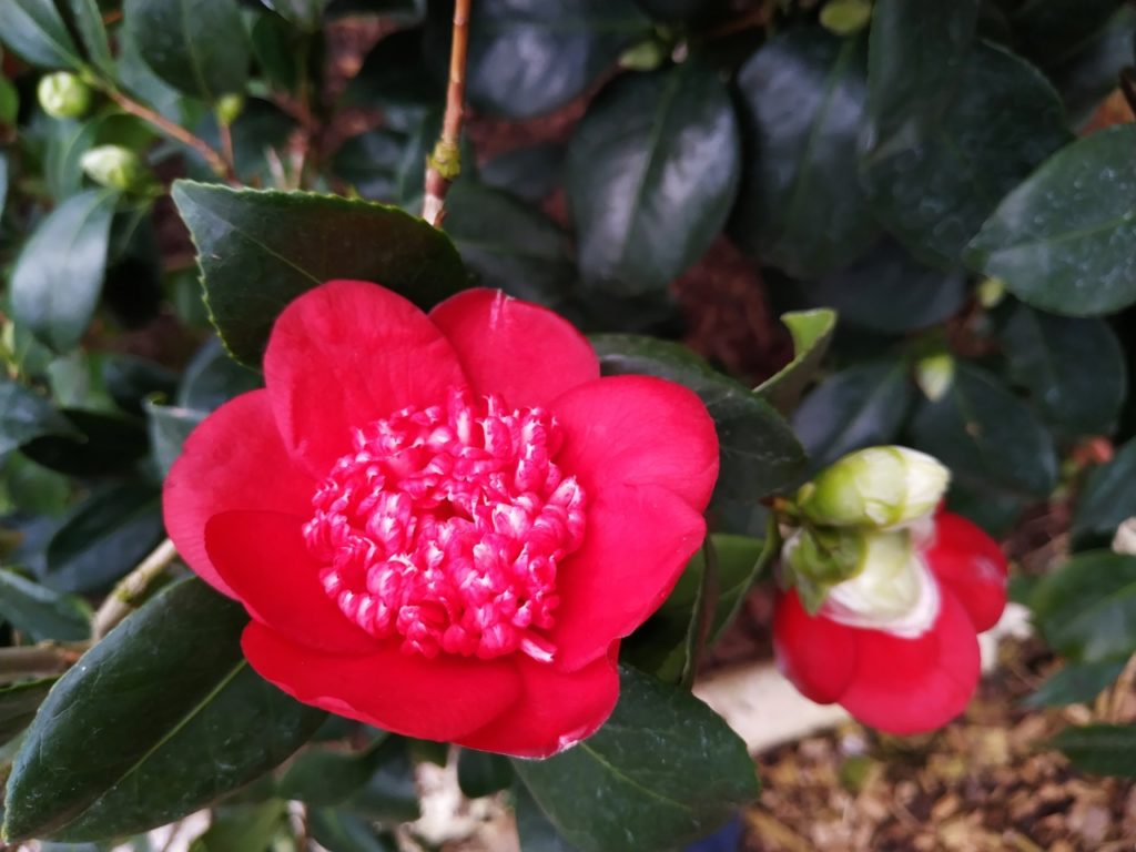 bright red flowers from a camellia japonica plant with dark green leaves
