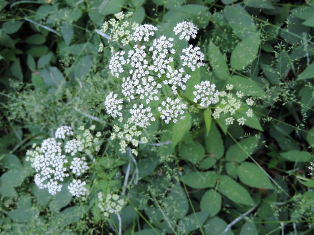 tiny white blooms on an Aegopodium podagraria plant