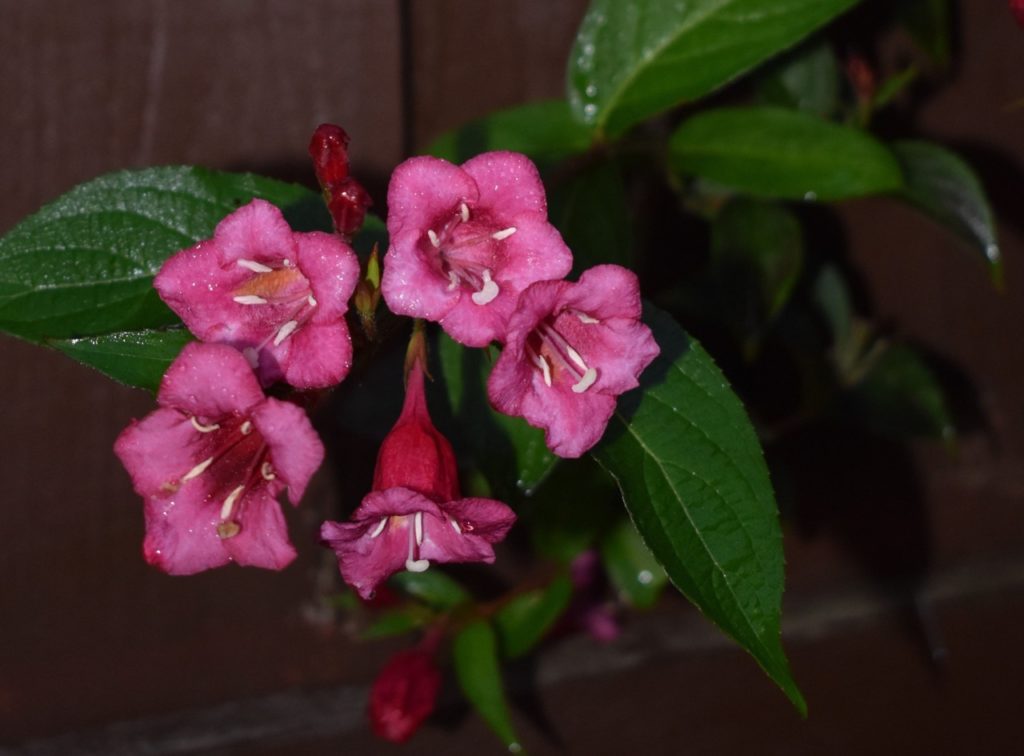 tubular pink blooms of a Weigela &lsquo;Slingco 1&rsquo; shrub with glossy leaves