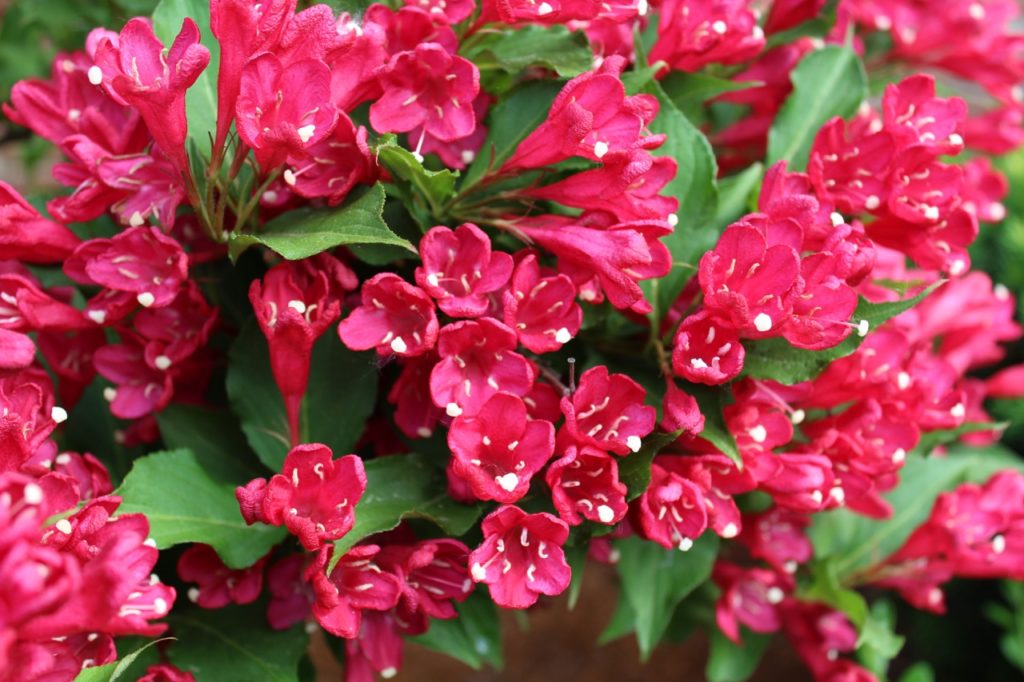 densely packed pink blooms on a weigela &lsquo;red prince&rsquo; shrub with curled leaves