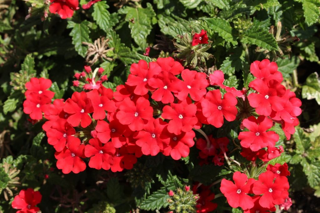 open star-shaped red flowers with white centres and green leaves growing from verbena ‘Lawrence Johnston’