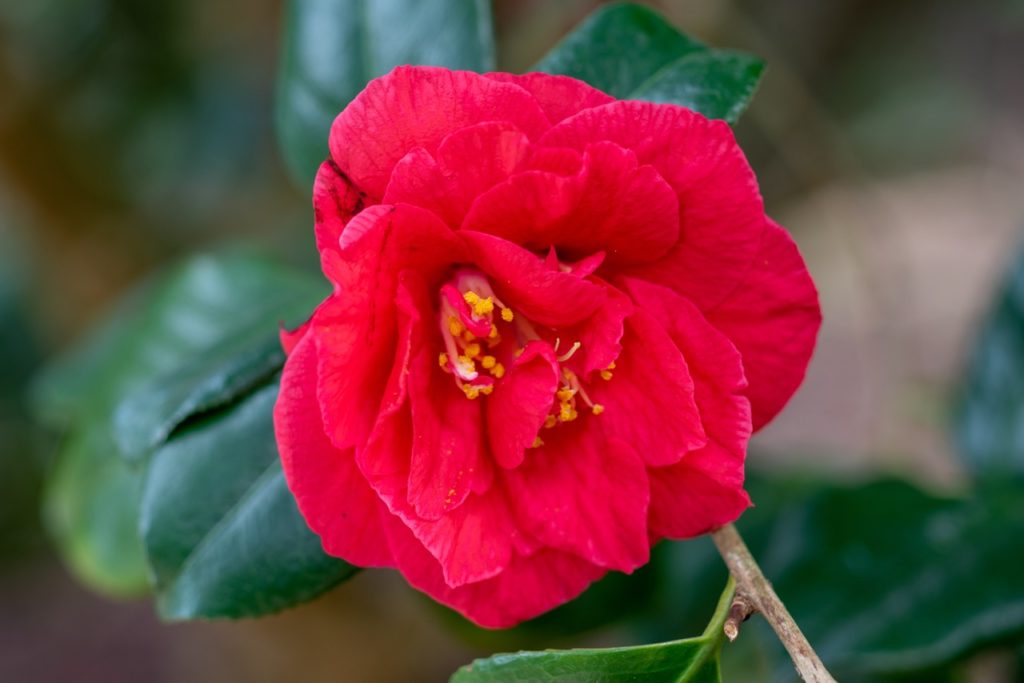 red, rosette-forming camellia flower from the &lsquo;grand slam&rsquo; variety