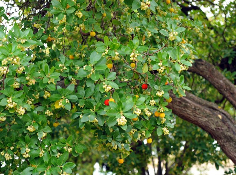 How To Grow Arbutus Unedo 'Strawberry Tree' Horticulture