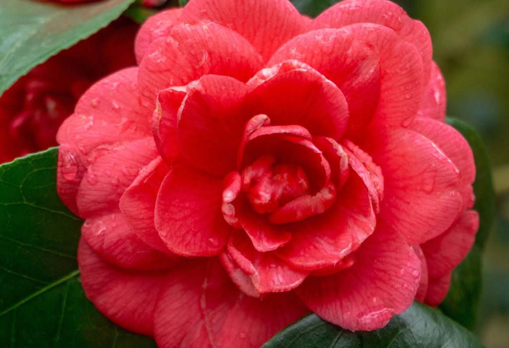 close-up of the pink-reddish flower from a C. japonica &lsquo;Jupiter&rsquo; plant with water droplets resting on the petals