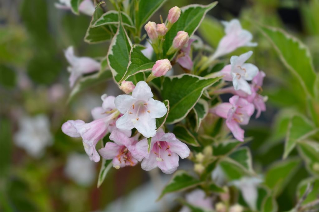 W. florida &lsquo;Variegata Nana&rsquo; with flowers in pale pink and white hues and cream-edged variegated leaves