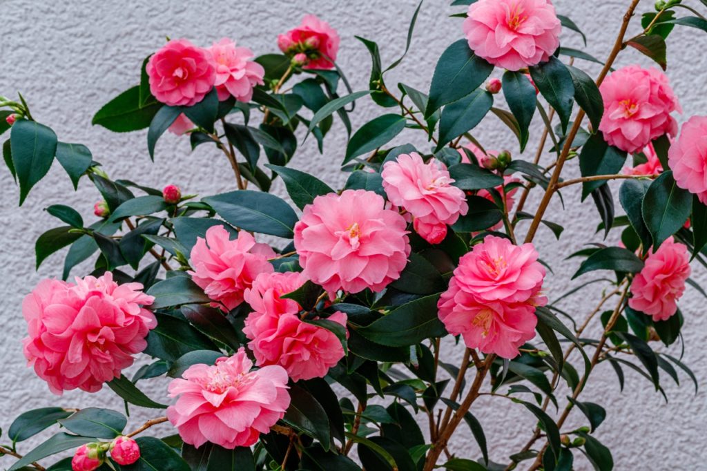 pink flowering common camellia bush growing outdoors in front of a white wall