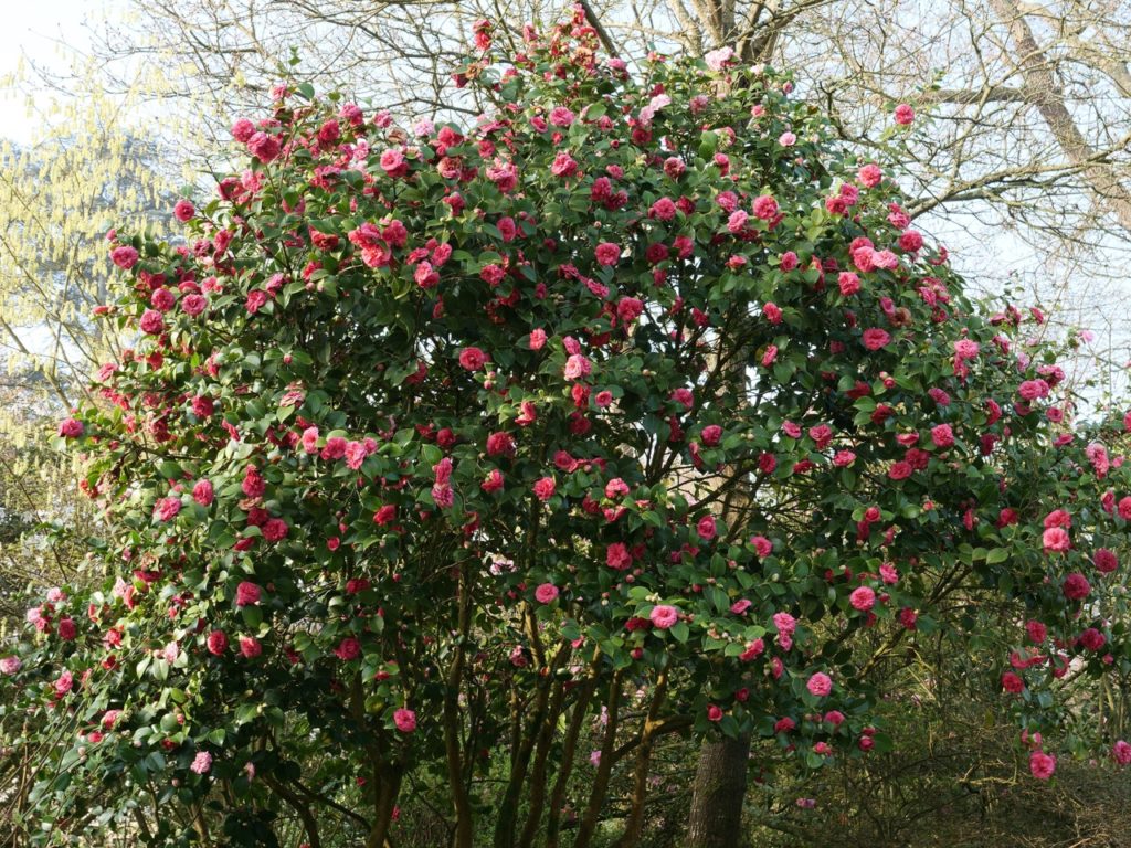 large C. japonica tree with a huge quantity of pink rosette flowers growing along its branches