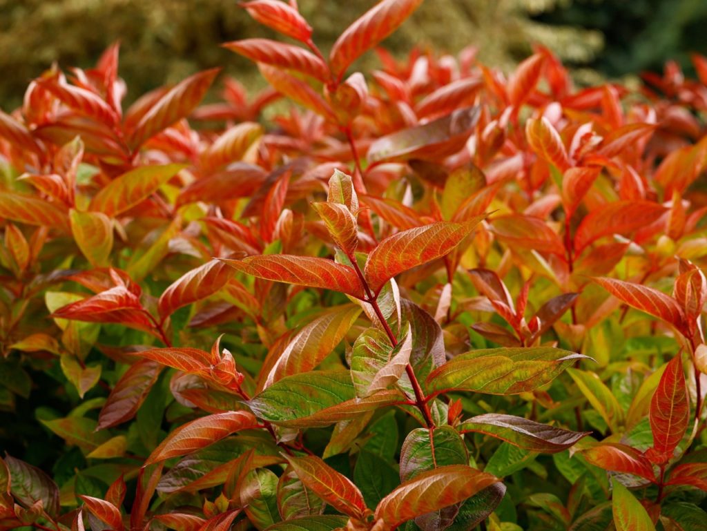 red and green foliage from a weigela &lsquo;wings of fire&rsquo; shrub