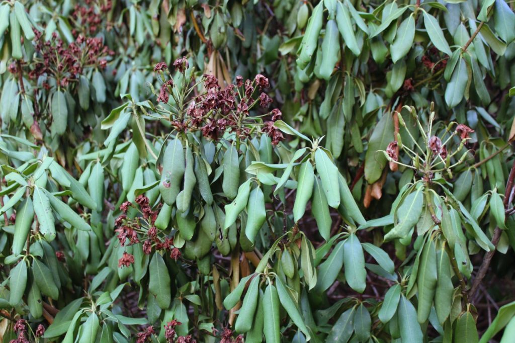 6 Reasons Your Rhododendron Leaves Are Wilting And Drooping