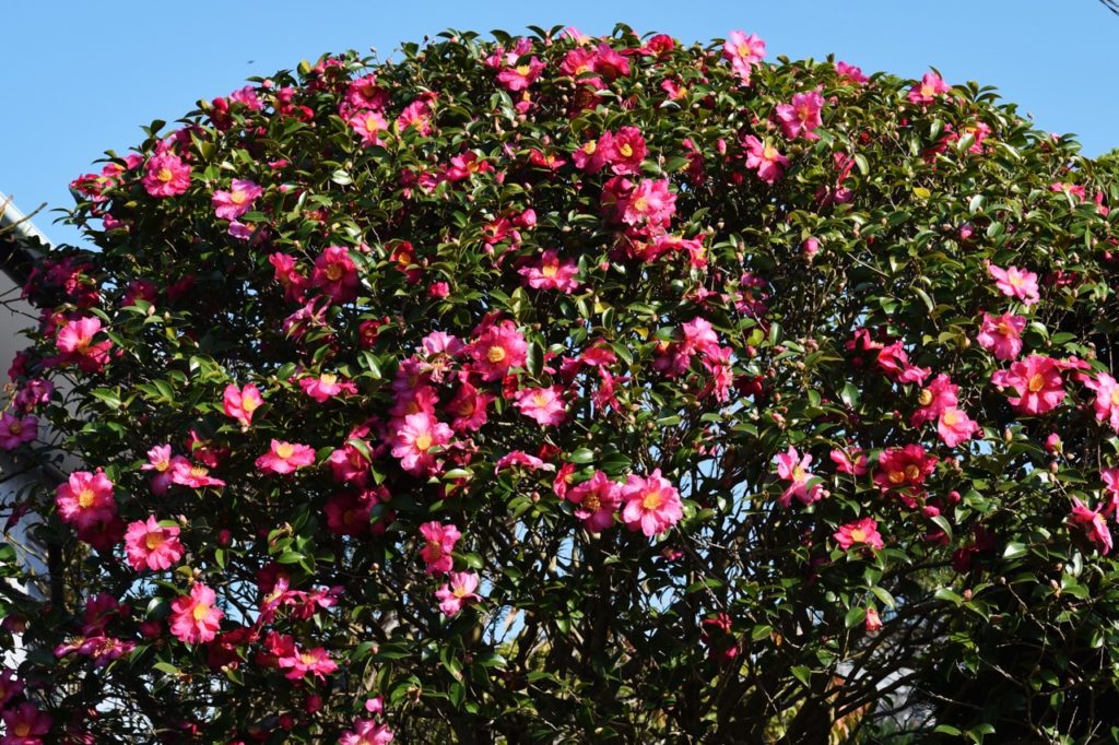 C. sasanqua shrub with lots of pink and yellow flowers growing against a blue sky