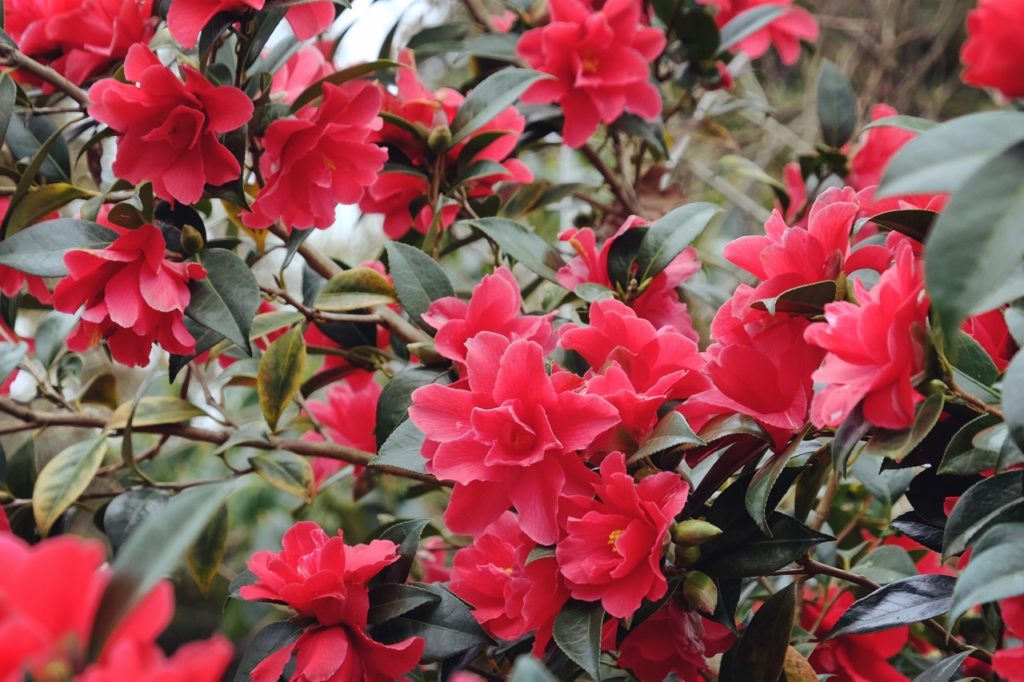 red floriferous camellia × williamsii &lsquo;Freedom Bell&rsquo; with a large number of blooms