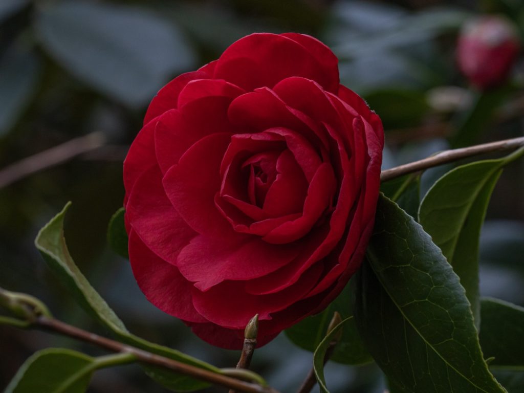 the rosette-forming dark crimson bloom from a C. × williamsii &lsquo;Les Jury&rsquo; bush