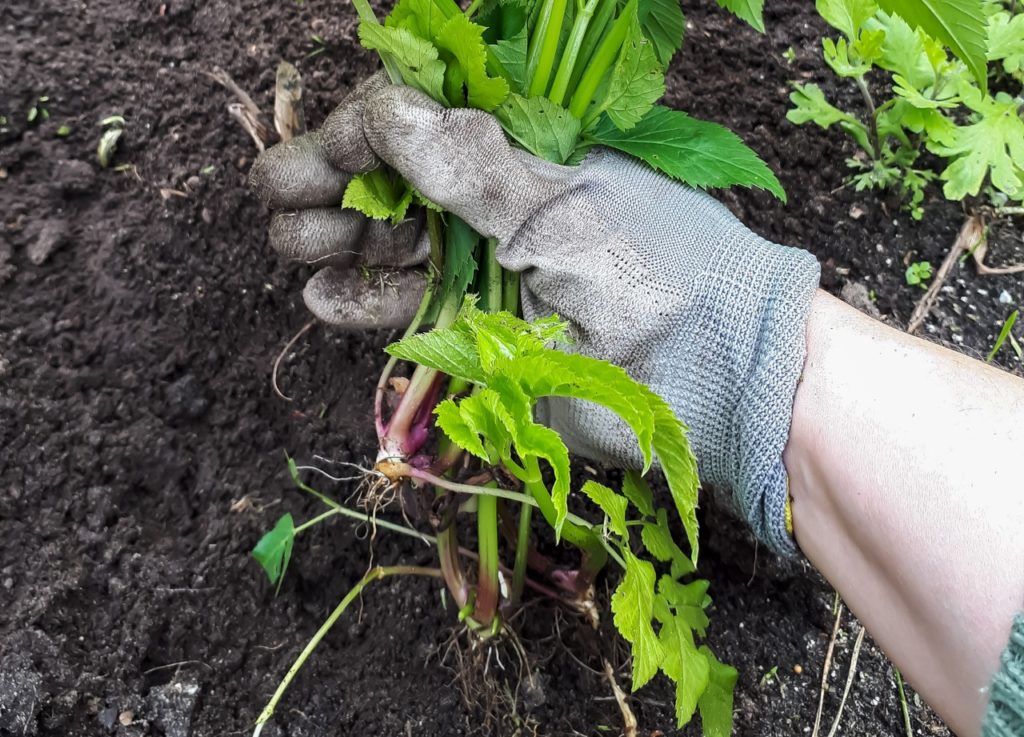 a handful of ground elder that has been pulled from the ground