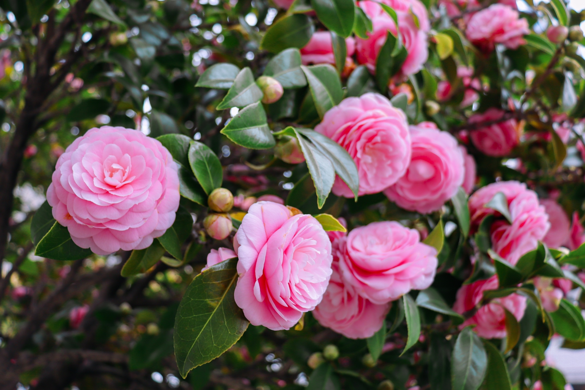 This Camellia Nursery Advocates These Methods For Common Growing