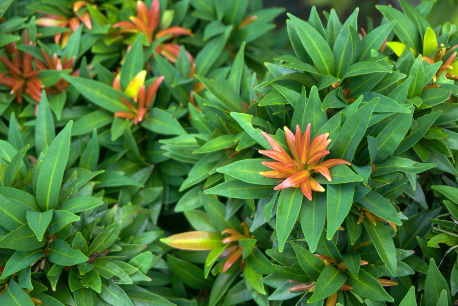 pieris shrub with green and red oval leaves growing outdoors