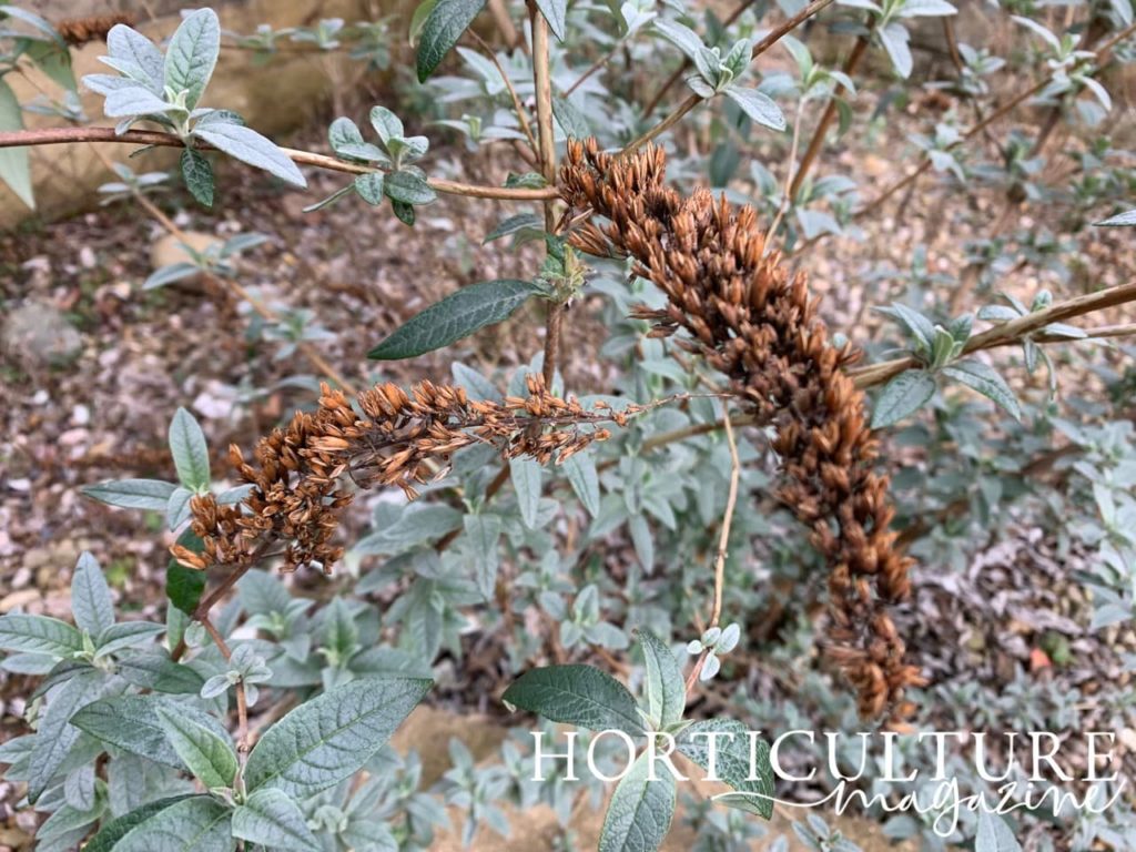 buddleja blooms turned to seed
