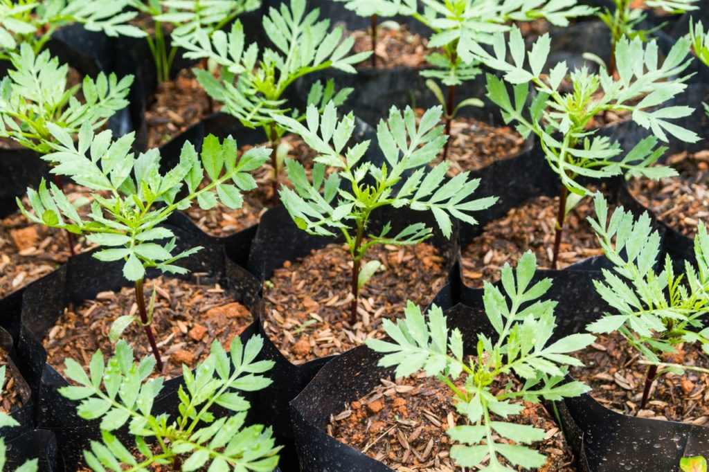 grow bags mulched with wood chips containing cosmos seedlings