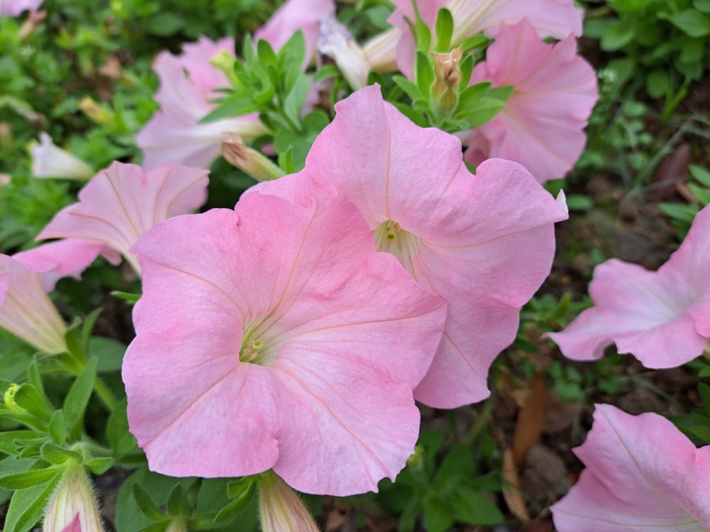 large pale pink flowers from a petunia plant