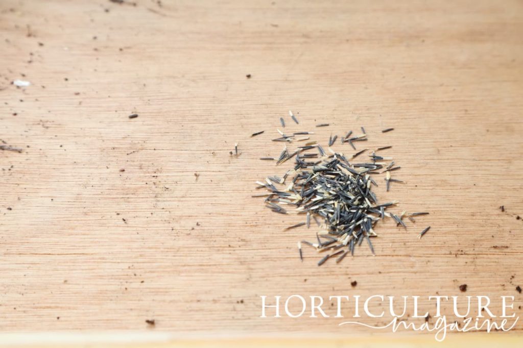 marigold ‘Golden Gem’ seeds laid out on the surface of a wooden potting table