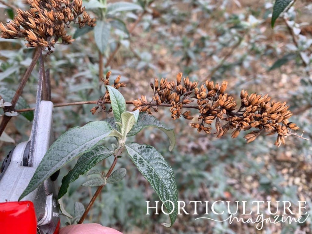 secateurs being used to cut buddleja seed pods from the plant