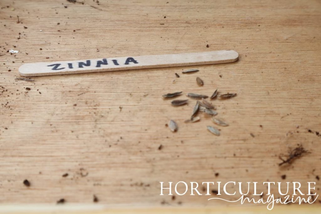 zinnia seeds laid alongside a lollypop stick label