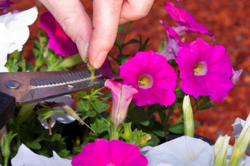 Petunia Pruning Guidelines In 4 Steps Horticulture.co.uk