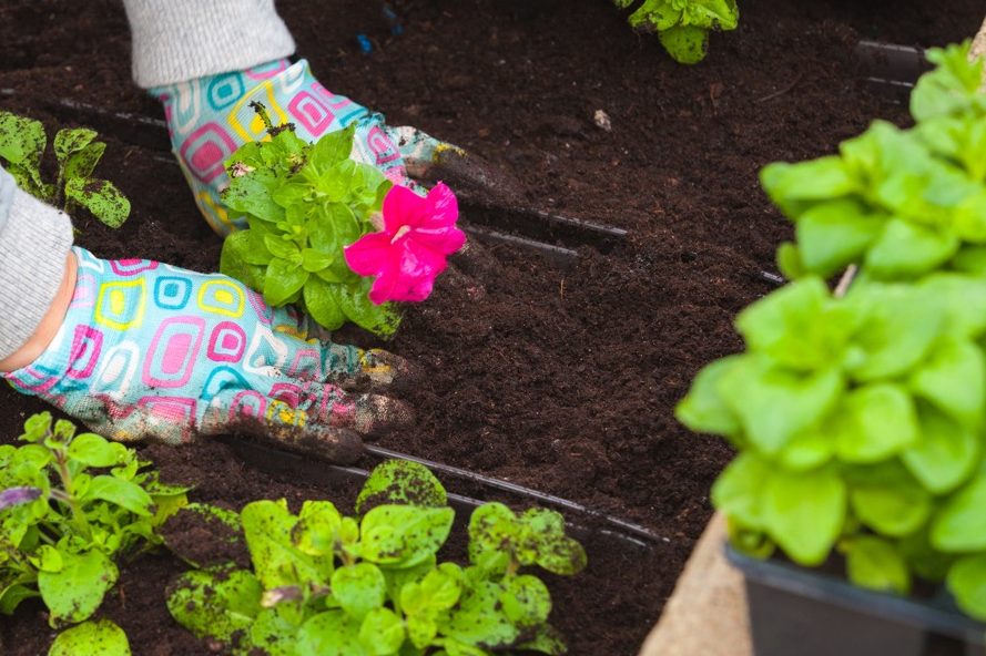 a pink flowering petunia being planted out into a large rectangular container