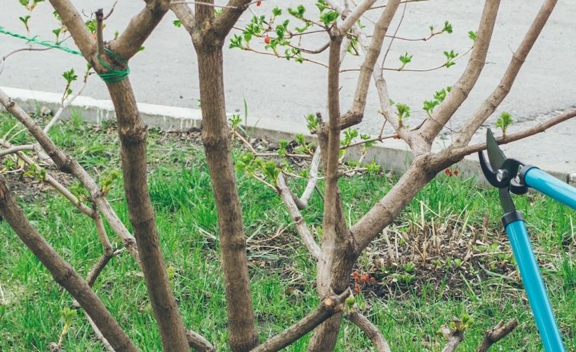 bare-branched Viburnum shrub being cut back by a pair of anvil loppers