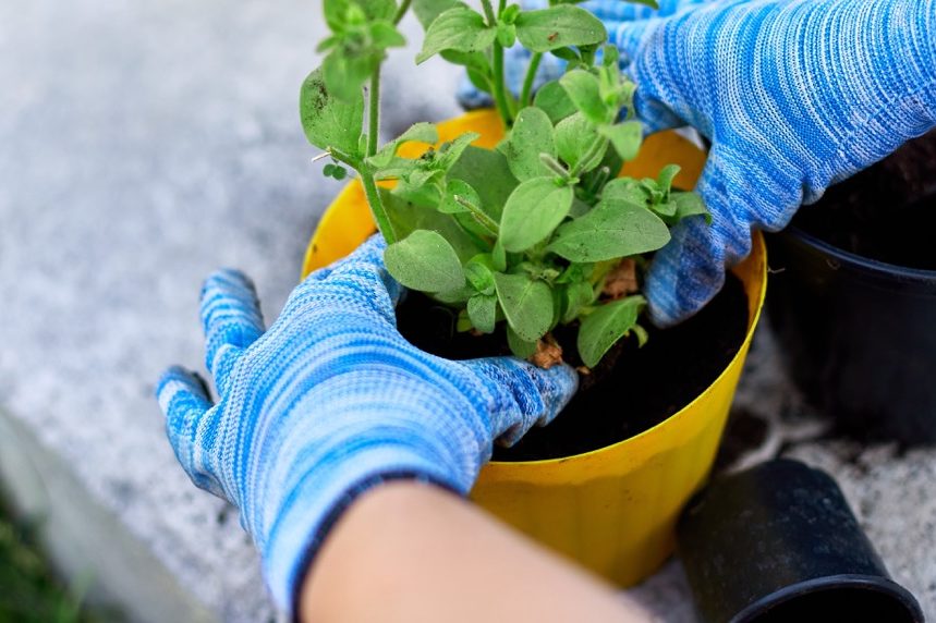 a gardener with stripy blue and white gardening gloves repotting a green-leaved petunia plant