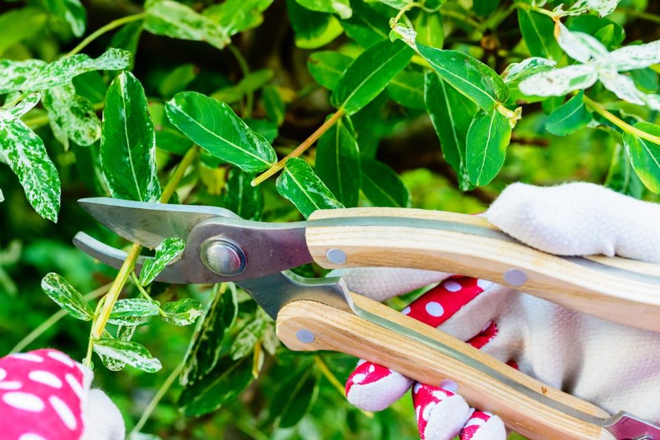 the green stem of a salix tree bearing ovate leaves being cut from the plant