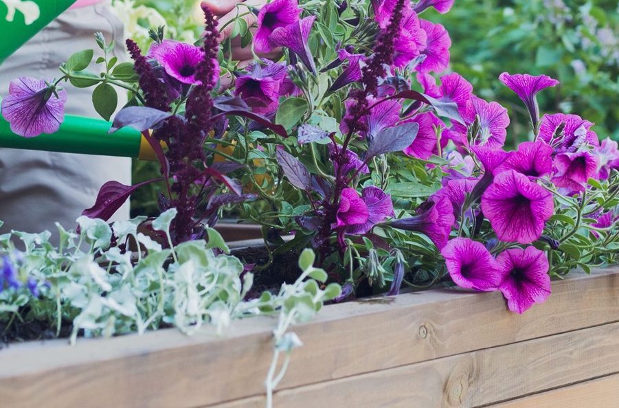 a purple flowering petunia growing in a wooden trough that is being watered