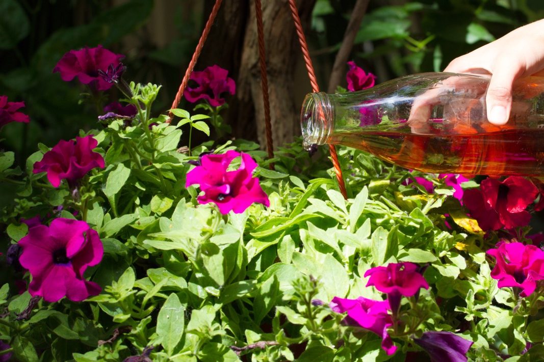 a glass bottle full of fertiliser being used to water a petunia plant with pink blooms