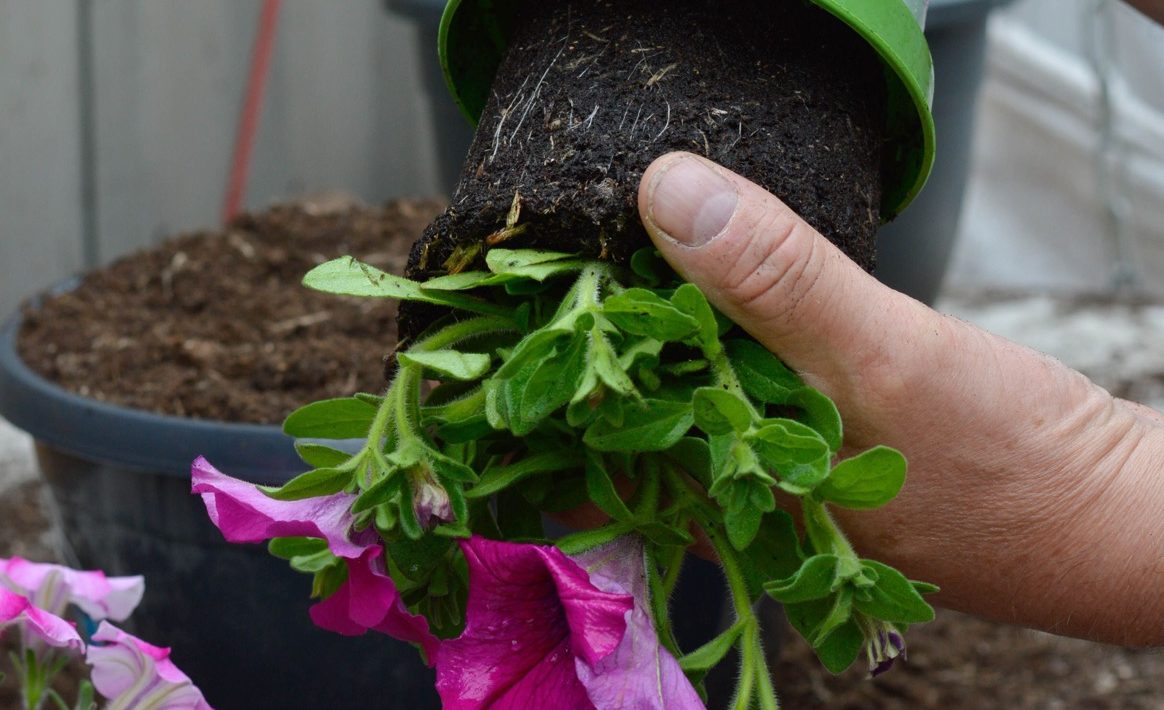 a pink flowering petunia being removed from its current pot with a prepared basket in the background
