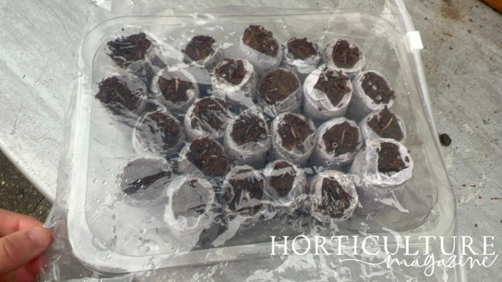 a plastic zip-lock bag being used as a propagator lid over the top of newly sown cosmos