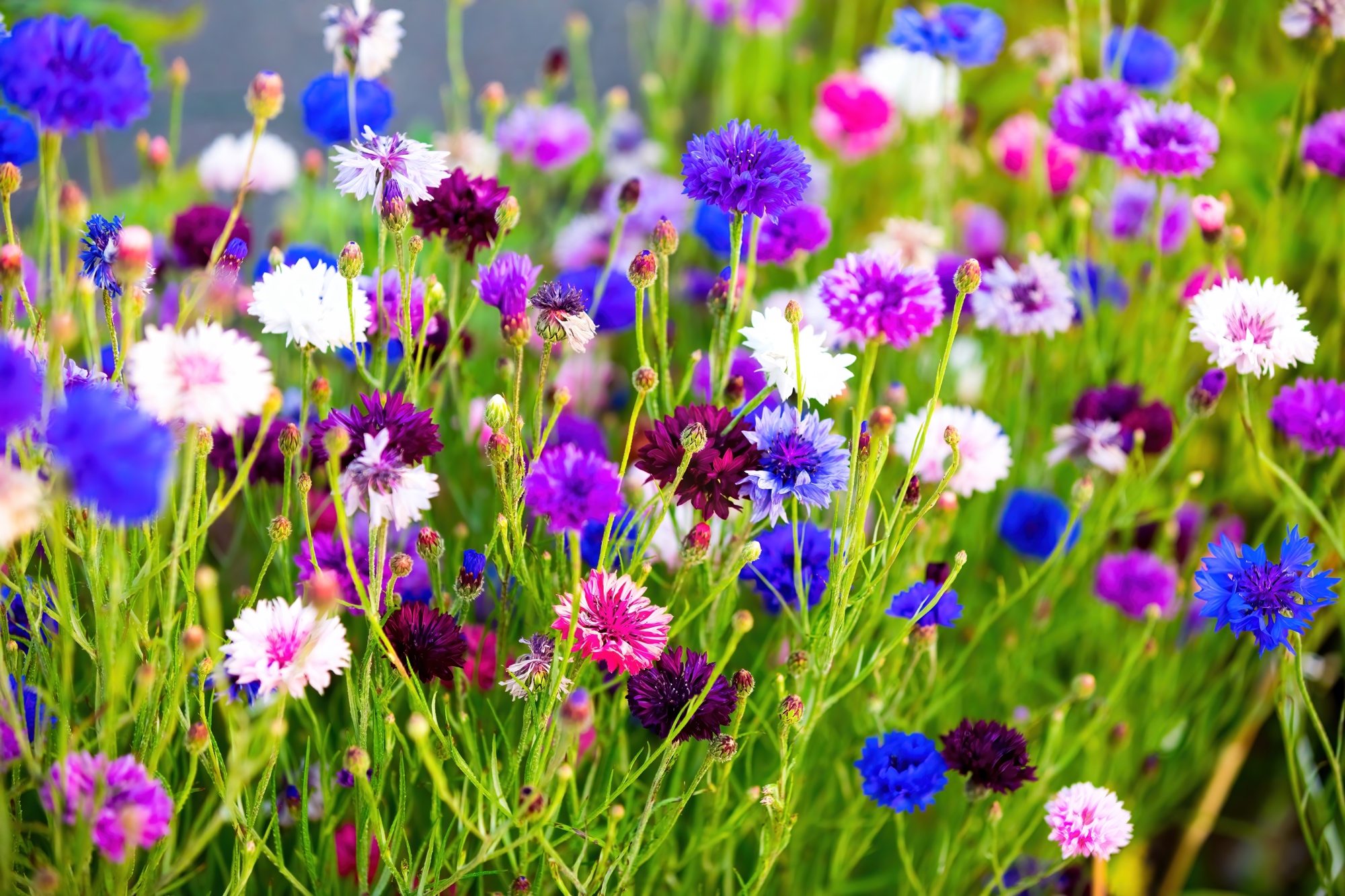6 Tips When Growing Cornflowers In Pots From Horticulturist Peter