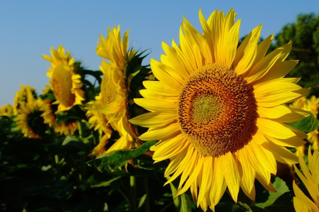 Helianthus annuus growing in a field in front of a blue sky with big yellow flowers