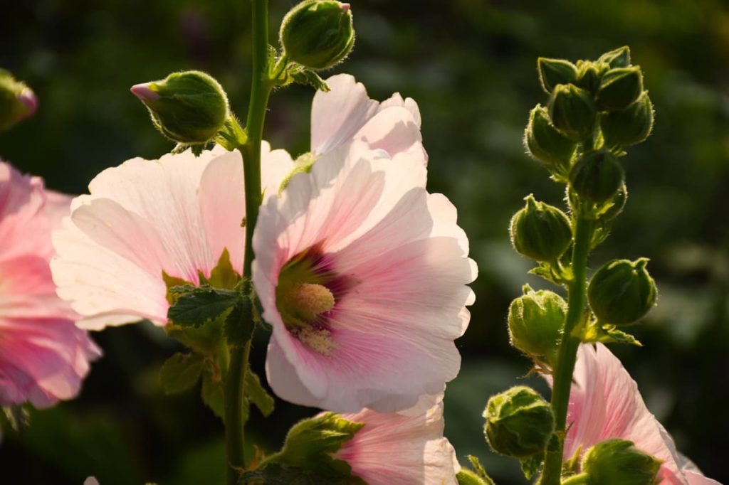 pale pink flowers from an Alcea rosea plant with tall stems