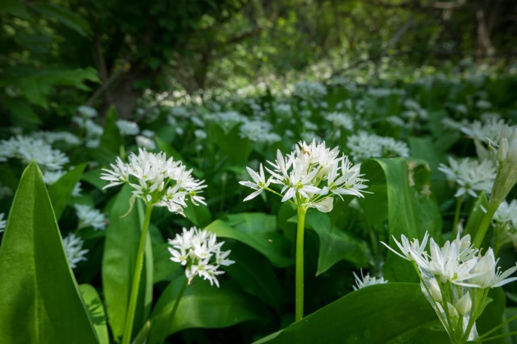 clusters of white flowers on tall stems from Allium ursinum plants covering a woodland floor
