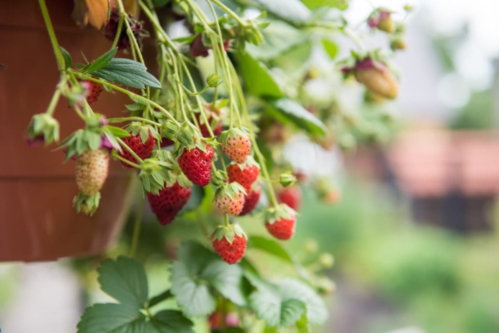 Fragaria × ananassa growing in a hanging basket with red fruits cascading over the edges